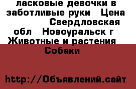 ласковые девочки в заботливые руки › Цена ­ 15 000 - Свердловская обл., Новоуральск г. Животные и растения » Собаки   